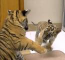 Брошенный тигрёнок нашёл друга в зоопарке Сан - Диего. (Видео) 4
