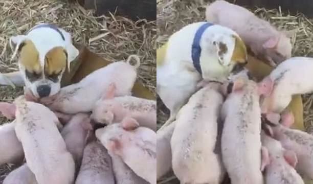 Собака приютила брошенных поросят на ферме в Австралии (Видео)
