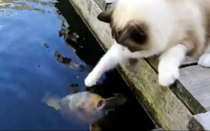 Кот, который очень любит рыбу проживает в Голландии (Видео)