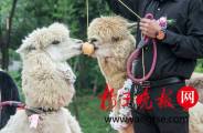 В китайском зоопарке поженили двух альпак (Видео) 0