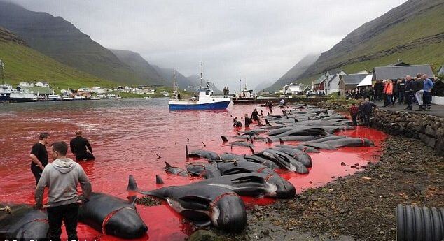 ШОК*! Десятки дельфинов жестоко убили в рамках традиционной охоты на Фарерских островах. (Видео)