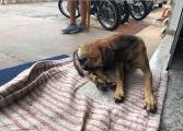 Собака четыре месяца дежурит возле больницы в Бразилии, дожидаясь своего хозяина 3