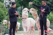 В китайском зоопарке поженили двух альпак (Видео) 10