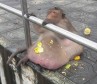 В Таиланде посадили на диету разжиревшую длиннохвостую макаку 3