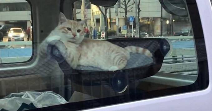 Новое приспособление для перевозки домашних животных в салоне автомобиля придумали в США. (Видео)