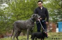 Собака весом 98 килограммов признана самой большой в Британии. (Видео) 6
