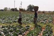 Индийский фермер увеличил свой урожай «нетрадиционным» способом 3