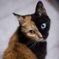У «двуликой» кошки Венеры появился «конкурент», имеющий подобную раскраску (Видео) 4