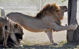 Поцелуй смерти. Львица впилась в морду беспомощной антилопы в африканском парке дикой природы 1