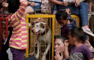 Смертельные побоища между собаками и кабанами были организованы в Индонезии. (Видео) 6