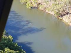 Огромный крокодил с 320-килограммовой коровой в зубах был замечен возле австралийского полуострова (Видео) 2
