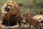 Недовольный лев с детёнышем на голове, был снят фотографом в Южной Африке 0