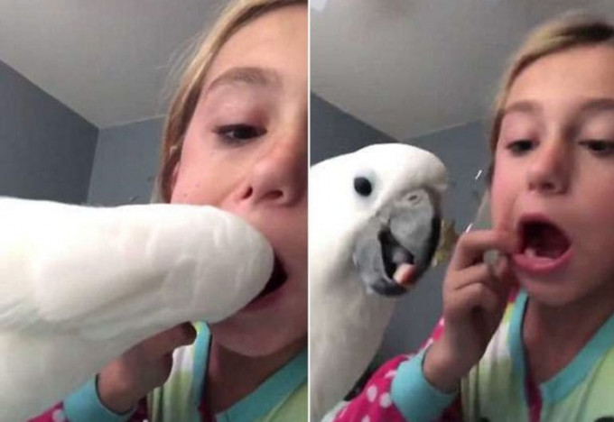 Попугай помог девочке и лишил её молочного зуба (Видео)