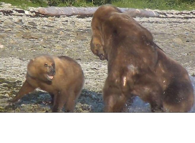 Медведь отбил самку с детёнышем у конкурента возле туши кита на Аляске ▶