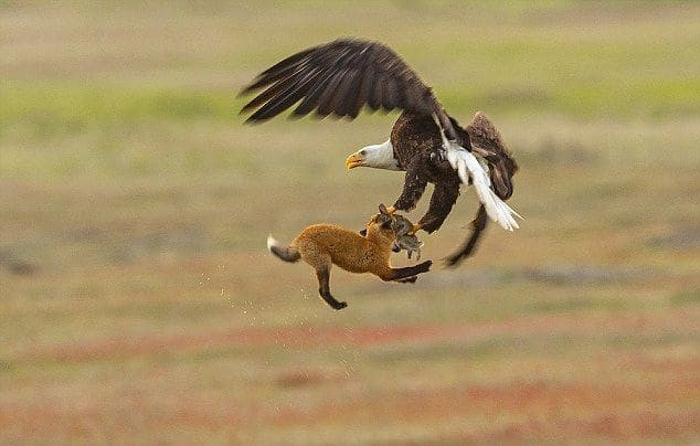 Орлан ограбил лисицу и отнял у неё кролика в национальном парке США