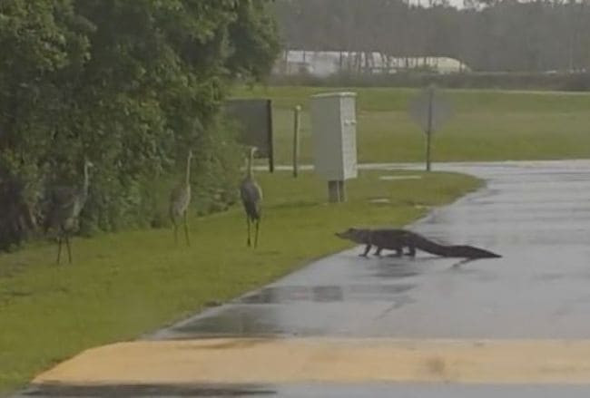Журавли повергли в бегство крокодила во Флориде (Видео)