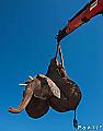 Крупномасштабную операцию по перевозке слонов с использованием подъёмного крана, провели в Южной Африке 1