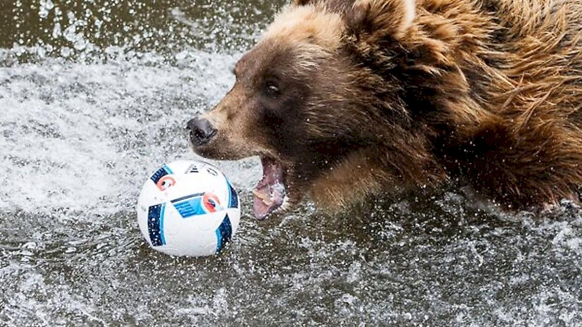 Игривый медведь показал футбольные навыки и попал на видео в США