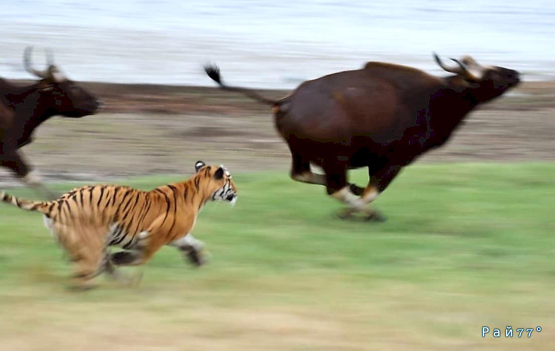 Бык испугал тигра на глазах у туристов в Индии