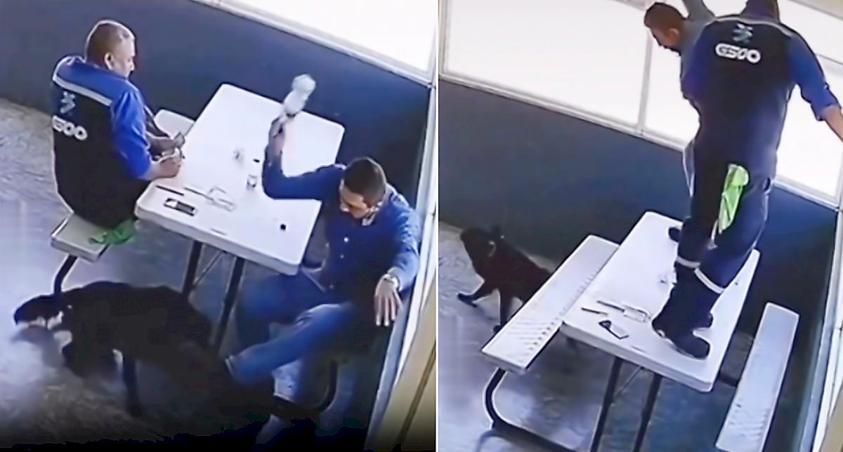 Работники АЗС сильно пожалели, что не покормили пса в мексиканском кафе