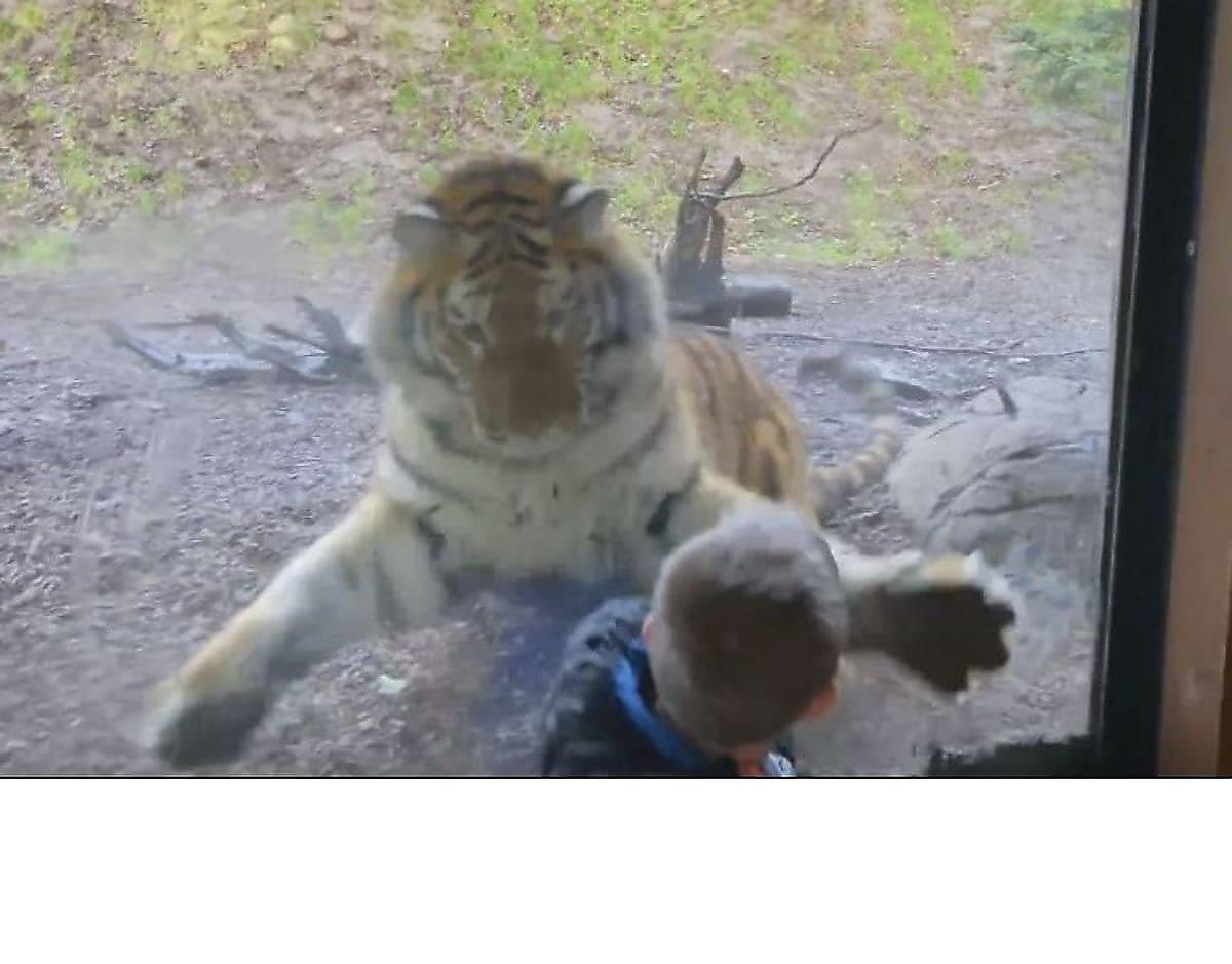 Стекло спасло ребёнка от атаки тигра, прервавшего фотосессию возле своего вольера