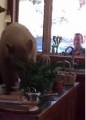 Голодный медведь, выйдя из спячки, устроил пир в частном доме в Калифорнии (Видео) 1