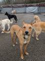 Идеальный снимок: 30 псов приняли участие в коллективном селфи в американском питомнике 11