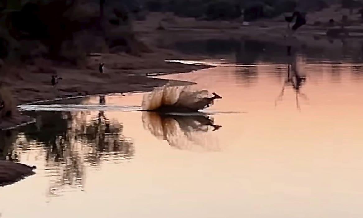 Антилопа перехитрила диких собак и бегемотов, и попала на видео в ЮАР