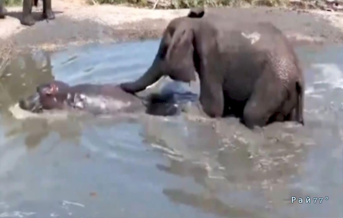 Слон очистил водоём от бегемотов и попал на видео в ЮАР