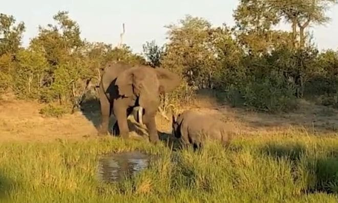 Слон напал на носорога в африканском заповеднике (Видео)