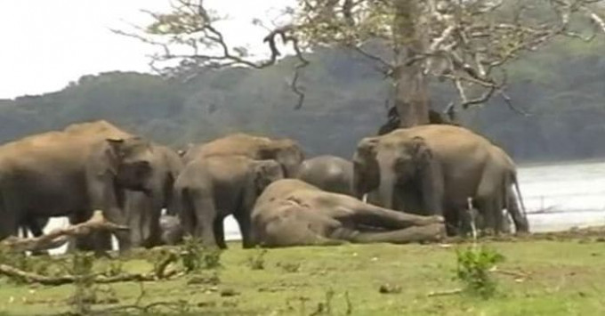 Стадо из 300 слонов пришло попрощаться с павшим в бою вожаком (Видео)