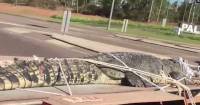 В австралийском ручье поймали огромного, 400-килограммового крокодила (Видео) 3