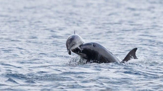 Момент противостояния дельфина и морской свиньи, запечатлели фотографы у побережья Шотландии