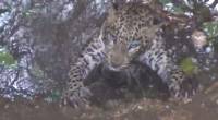 Операция спасения леопарда и мангуста, провалившихся в колодец, была проведена в Индии 0