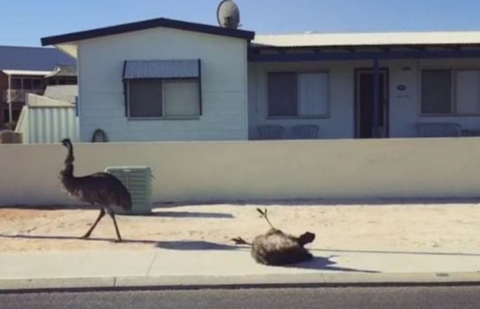 Ваш выход! Эму, появившись в кадре, эпично растянулся на тротуаре в Австралии (Видео)