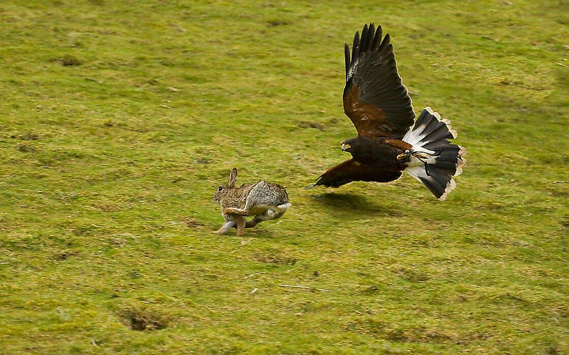 Юркий кролик в прыжке ушёл от атаки орла и попал на видео