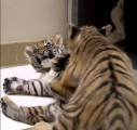 Брошенный тигрёнок нашёл друга в зоопарке Сан - Диего. (Видео) 2