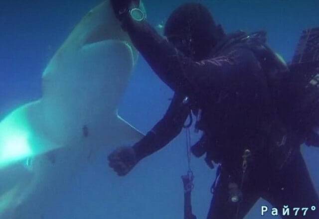 Акула с металлическим крюком в брюхе попросила помощи у дайвера во Флориде (Видео)