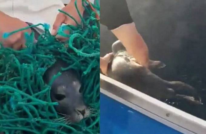 Операция спасения тюленёнка, попавшего в рыболовецкие сети за несколько дней собрала миллион просмотров. (Видео)