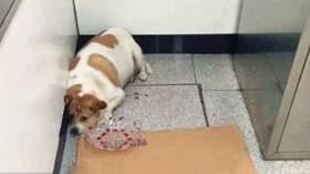 Любители животных испытали «разочарование», когда спасли «беременную» бродячую собаку в Китае (Видео) 1