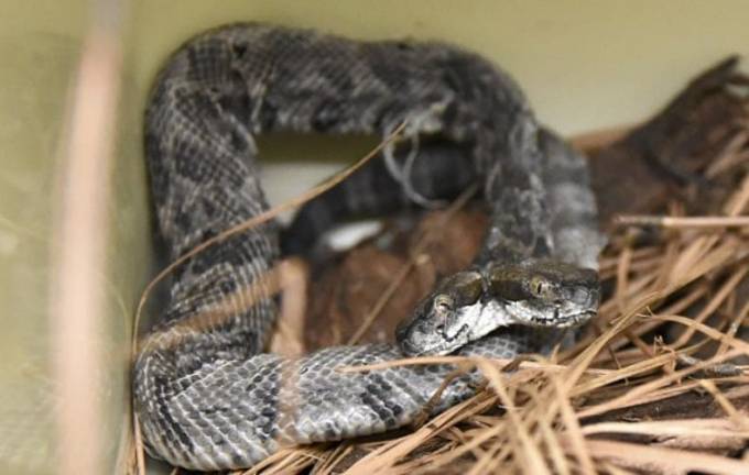 Американский электрик обнаружил двухголовую змею в частном доме в Арканзасе (Видео)
