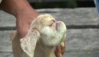Коза произвела на свет одноглазого детёныша в Малайзии. (Видео) 4