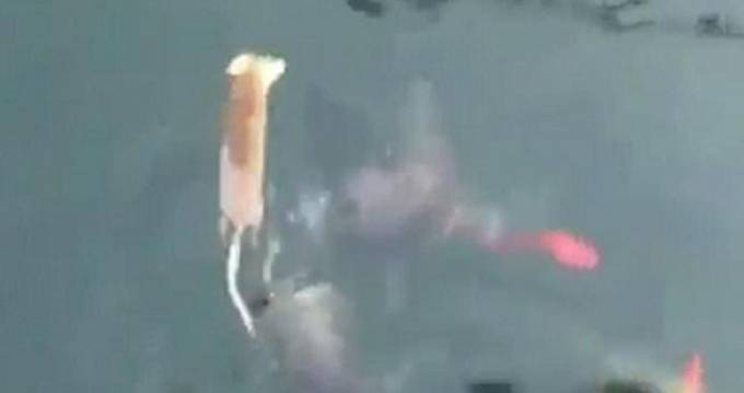 Наглая крыса, нырнув в водоём ограбила рыб во время кормёжки. (Видео)