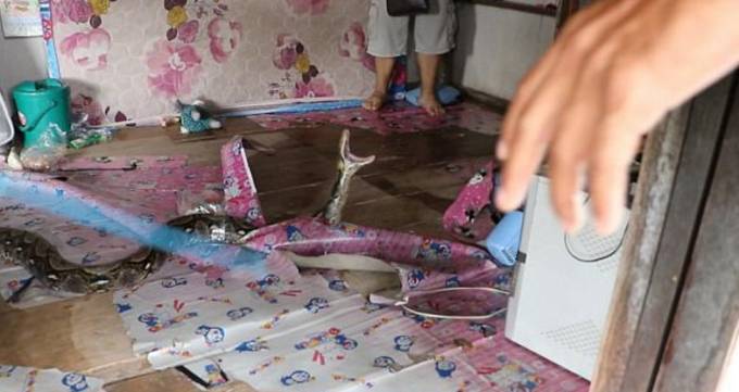 Свалившийся с потолка питон, укусил спасателя за пятку в Тайланде. (Видео)