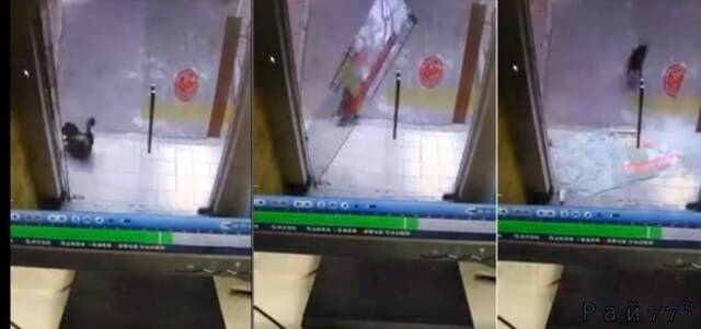 Собака разбила стеклянную дверь во время погони за кошкой в Малайзии. (Видео)