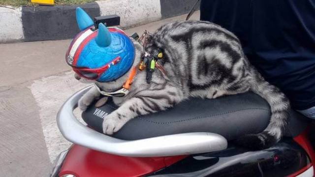Кот в очках и шлеме, сидящий на мотоцикле за спиной у своего хозяина разъезжает по улицам в Таиланде. (Видео)