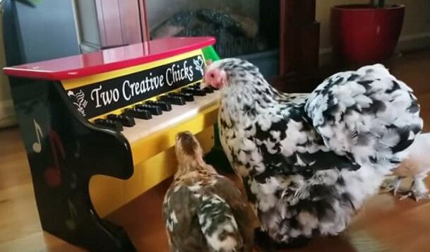 Курица сыграла на детском пианино для приёмных цыплят в США. (Видео)