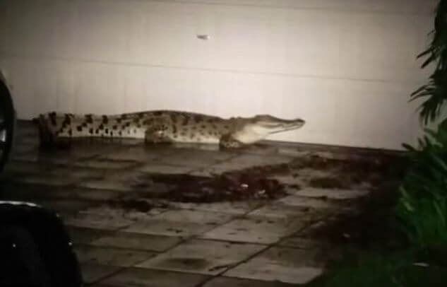 Незваный гость подстерегал австралийца возле его дома. (Видео)