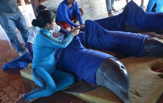 Вынужденную эвакуацию шести дельфинов провели в кубинском аквапарке. (Видео)