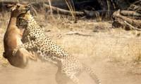 В объятьях смерти. Антилопа не смогла перепрыгнуть через гепарда в национальном парке Пиланесберг в ЮАР 4